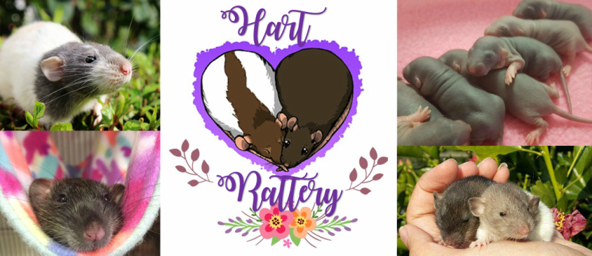 Hart Rattery